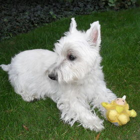 Hondenfoto van Nathalie & Rocky  14/07/2000 - 19/04/2011