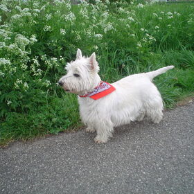 Hondenfoto van Nathalie & Rocky  14/07/2000 - 19/04/2011