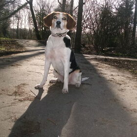 Hondenfoto van team Shadow