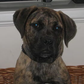 dit is Bentley. mijn bullmastiff pup van 6 maanden