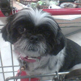Dit is Lazy, de Shih-Tzu van mijn zus in Nederland ;)