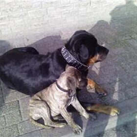 Dit zijn bentley en buster (rottweiler) deze is nu 8 1/2 laat oud