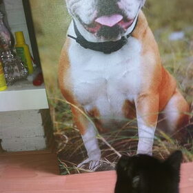 Luna op canvas en de poes vind het maar niks