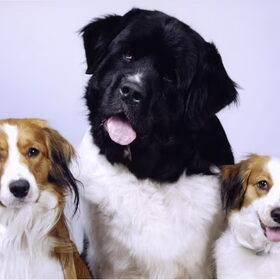 fotoshoot van ze alle drie