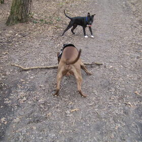 Hondenfoto van Amanda *Diablo & Lana
