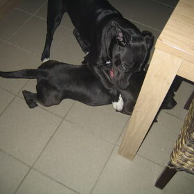 spelen met Boelie