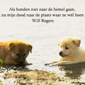 Honden hemel