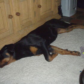 Hondenfoto van Sanne & Rottweiler Bo