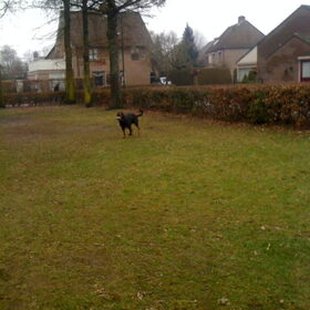 Hondenfoto van Sanne & Rottweiler Bo