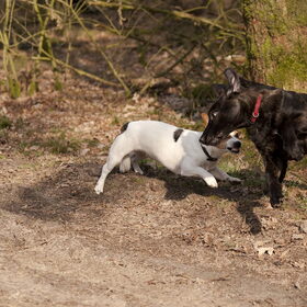 Smoke (mechel/hollanderpup) en Bikkel