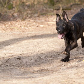 Smoke een onbesuist mechel/hollander pup van 4 maanden