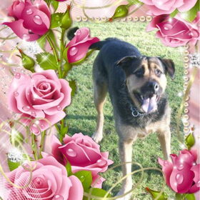 Hondenfoto van Claudia & Tank