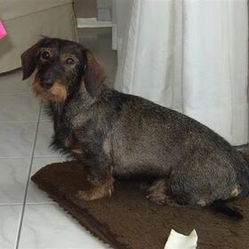 Dit onze Benthe zij is de stammoeder van onze kennel en onze…
