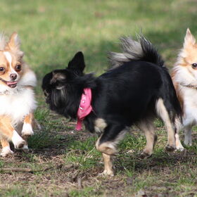 Onze Jay links samen met 2 andere chi's