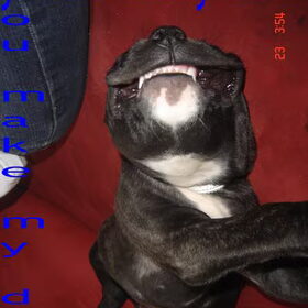 kijk dan hoe lief het hondje licht !!(L)