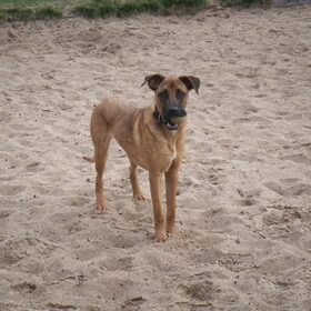 Onze, uit Spanje, geadopteerde hond Denzel toen hij 2 weken bij…