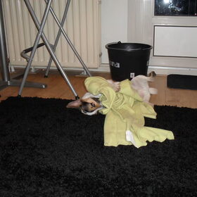 Spelen.