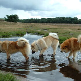 Wandelingen maken met de vereniging van eurasiers. Erg gezellig…