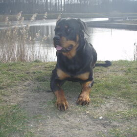 Hondenfoto van Sanne & Rottweiler Bo
