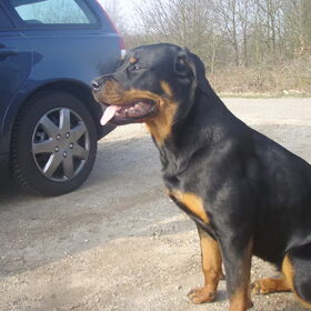 Hondenfoto van Sanne & Rottweiler Bo
