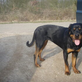 Hondenfoto van Sanne & Rottweiler Bo