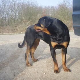 Hondenfoto van Sanne & Rottweiler Bo