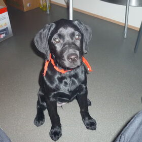 Bizou R.I.P. 25-11-2010/17-03-2011
