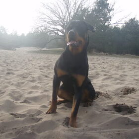 Hondenfoto van Sanne & Rottweiler Bo