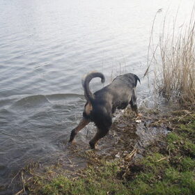 Hondenfoto van Sanne & Rottweiler Bo