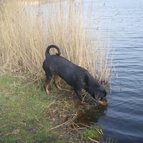 Hondenfoto van Sanne & Rottweiler Bo