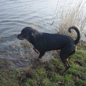 Hondenfoto van Sanne & Rottweiler Bo
