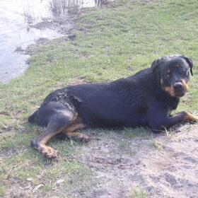 Hondenfoto van Sanne & Rottweiler Bo