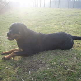 Hondenfoto van Sanne & Rottweiler Bo