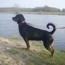 Hondenfoto van Sanne & Rottweiler Bo