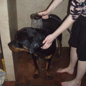 Hondenfoto van Sanne & Rottweiler Bo