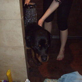 Hondenfoto van Sanne & Rottweiler Bo