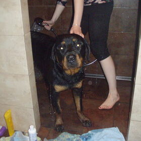 Hondenfoto van Sanne & Rottweiler Bo