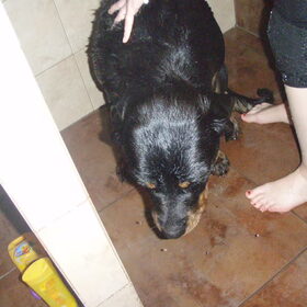 Hondenfoto van Sanne & Rottweiler Bo