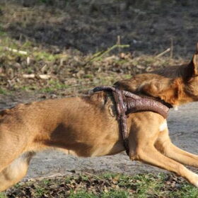 Action Mila.