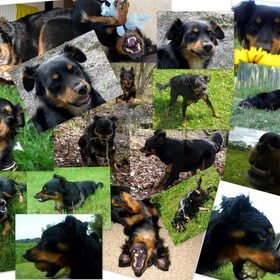 Hondenfoto van Petra,  *Lily Jane*   & Jip