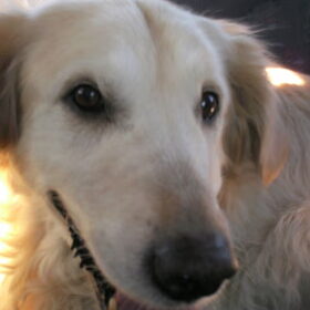 Hondenfoto van Yvonne Flippie Simba 