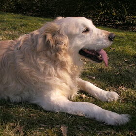 Hondenfoto van Yvonne Flippie Simba 