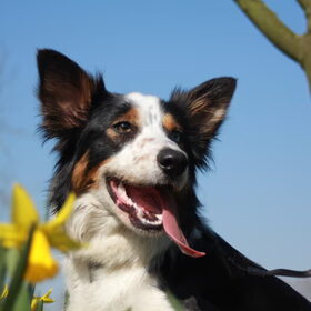 Hondenfoto van Nicky en Maggie