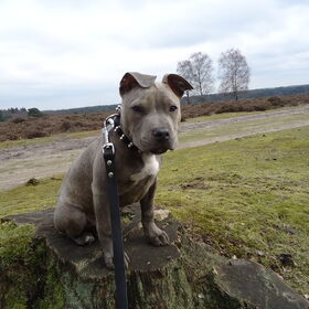 Hondenfoto van cynnie