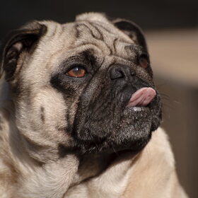 Boomer van Mandy