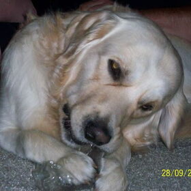 kwispel mijn golden retriever zo zot en lief