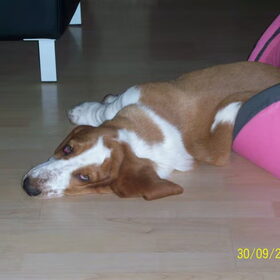 basseth hound lady gekkjes zoon luie hond xx