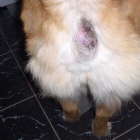 Ruim een half jaar geleden werd bij onze hond Pebbles (nu 9…