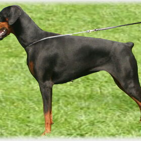 New litters are expected in the third week of May, 2011 Grand…