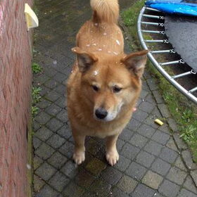 de eerste...en enige grote sneeuwvlokken...